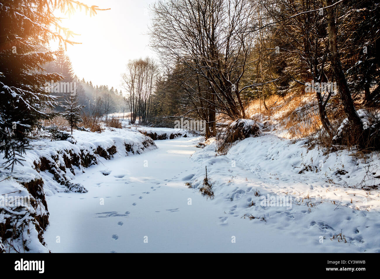 Matin ensoleillé en hiver paysage avec un ruisseau gelé Banque D'Images