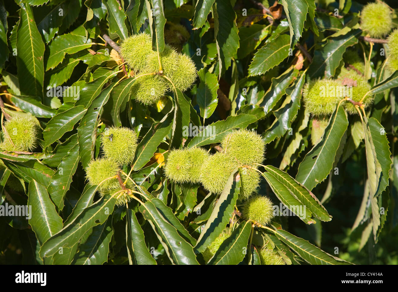 Castanea sativa châtaignier arbre fruit et feuilles Banque D'Images