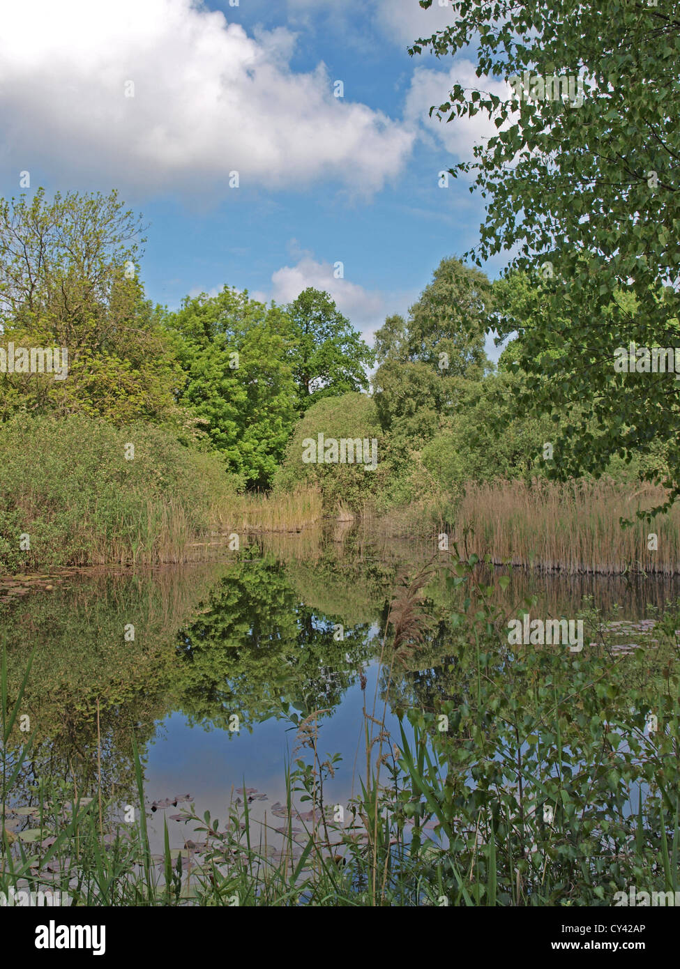 L'observation des oiseaux se cacher sur la zone humide à Wicken Fen Réserve Naturelle, Lode Lane Wicken, Ely, Cambridge, East Anglia Banque D'Images