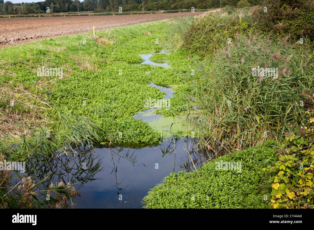 Étang eutrophisation colmatage des mauvaises herbes, des fossés de drainage des marais Hollesley, Suffolk, Angleterre Banque D'Images