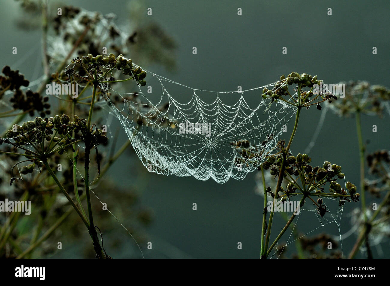 Orb Web couvert de la rosée à l'aube. Banque D'Images