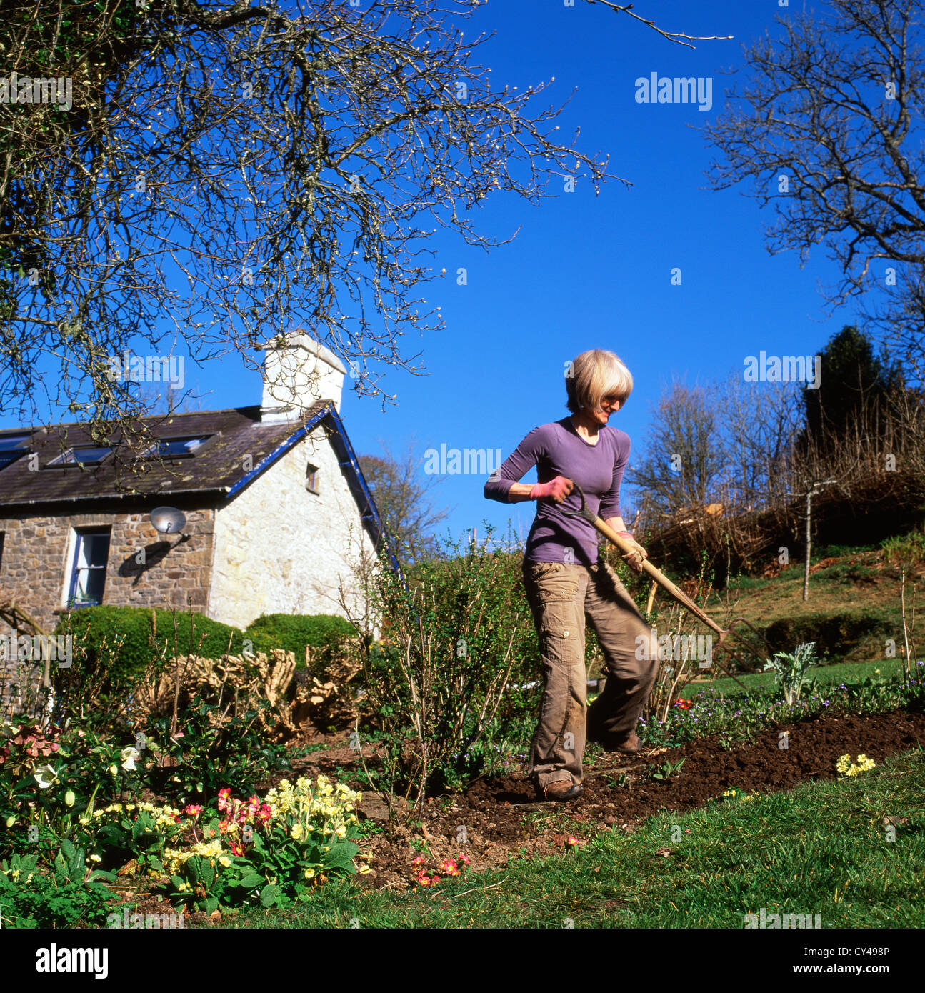 Femme travaillant dans un fruit en pente et la campagne pays potager creuser avec une fourchette au printemps Carmarthenshire Wales UK KATHY DEWITT Banque D'Images