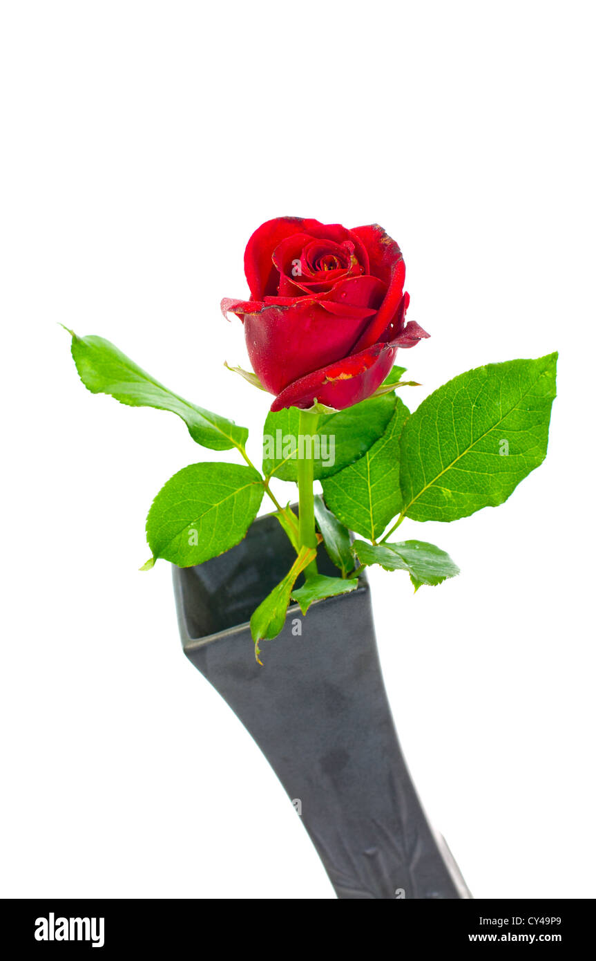 Rose rouge vase en noir sur fond blanc Banque D'Images