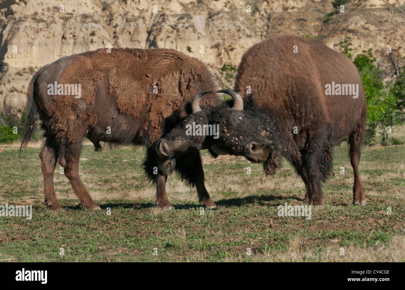 Bison d'Amérique (Bison bison) manteau d'hiver d'excrétion des taureaux square off en parc national Theodore Roosevelt, dans le Dakota du Nord. Banque D'Images