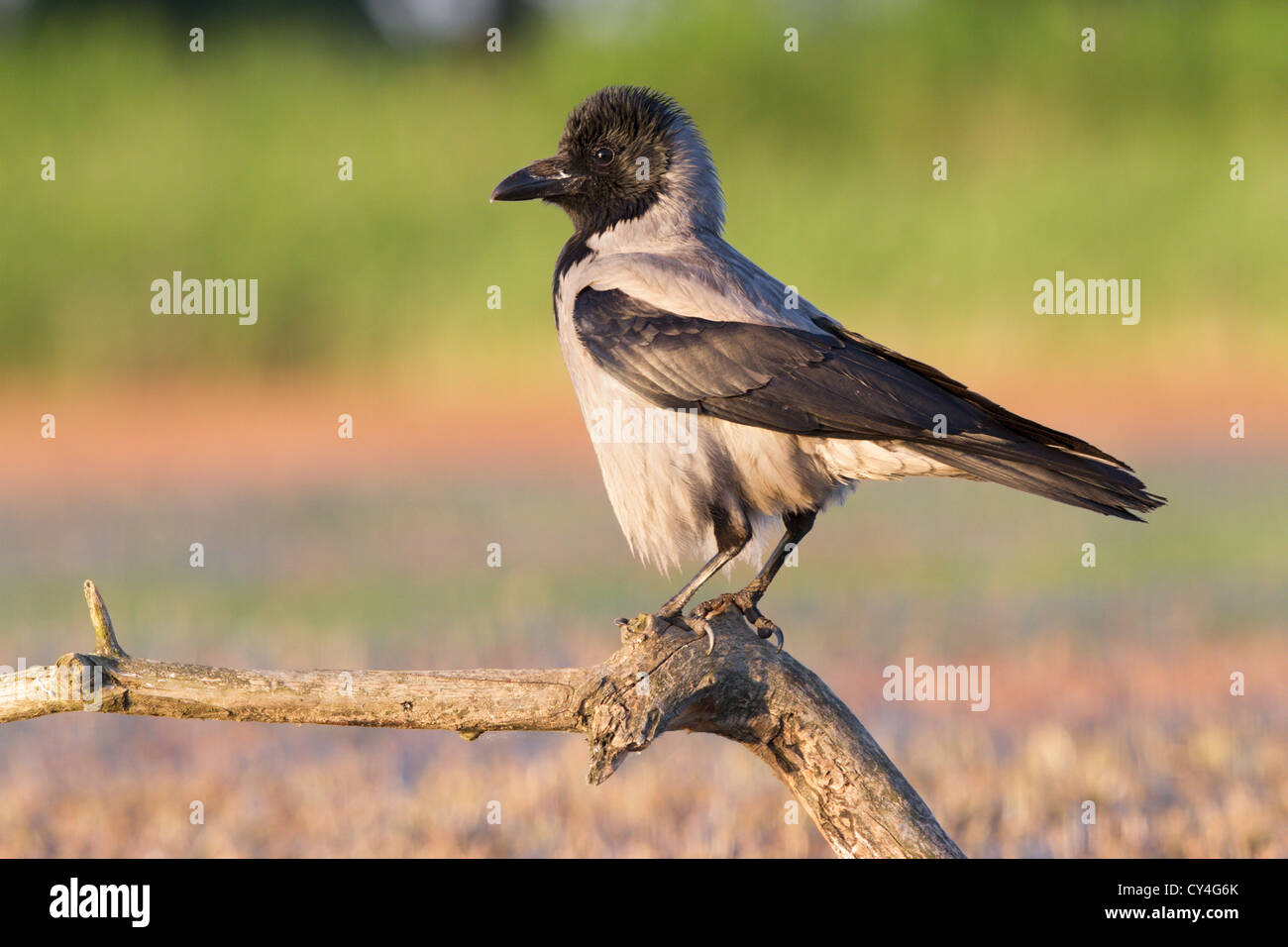 Hooded crow (Corvus cornix) perché sur une branche d'arbre, soft focus et vert sur fond orange, l'espace à gauche de l'objet Banque D'Images