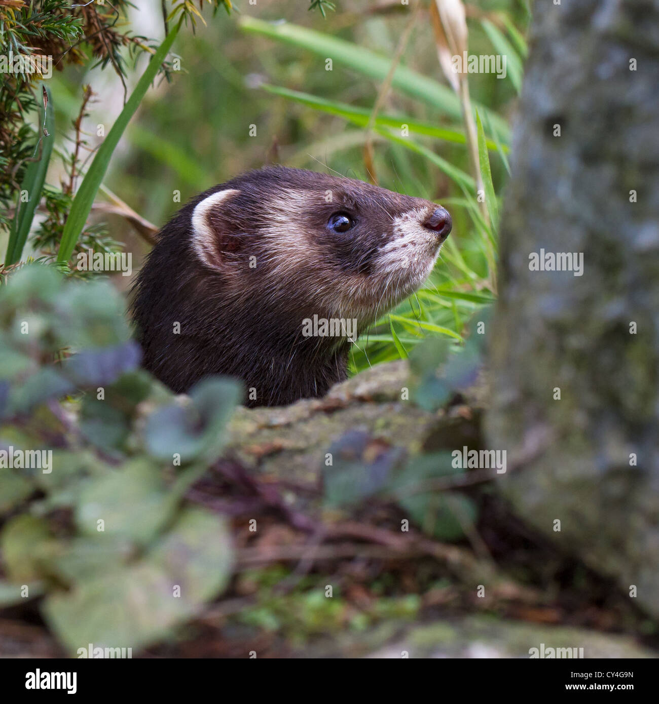 Close-up of a European putois (Mustela putorius) piquer la tête d'un trou / burrow Banque D'Images