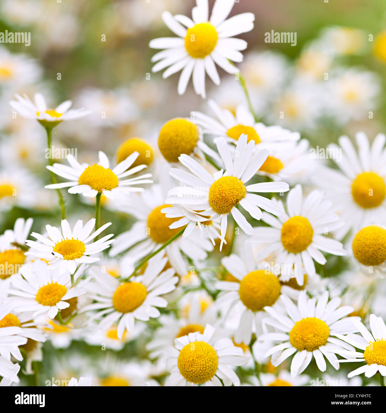 Camomille Fleurs en été de plus en plus pré close up Banque D'Images