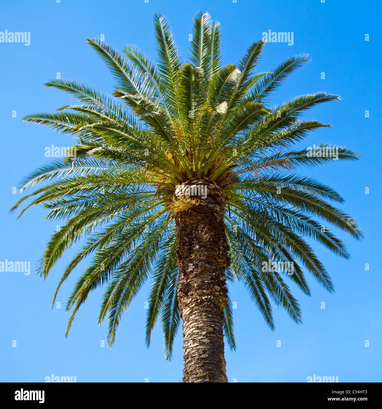 Green palm tree against blue sky background Banque D'Images