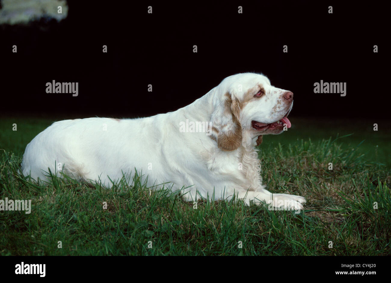 Clumber spaniel adultes dans la cour de pose Banque D'Images