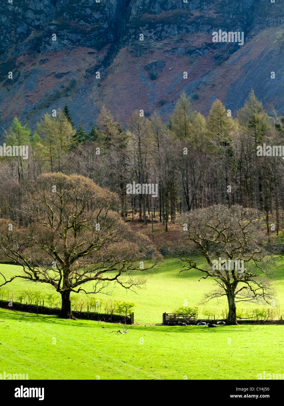 Arbres de soleil du printemps dans le Parc National de Lake District Cumbria England UK Banque D'Images