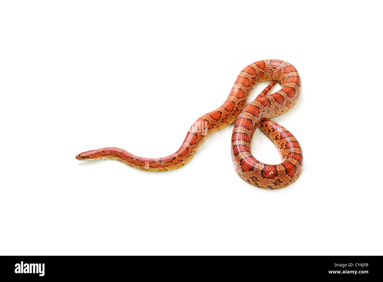 Serpent de maïs sur le fond blanc (Elaphe guttata) Banque D'Images