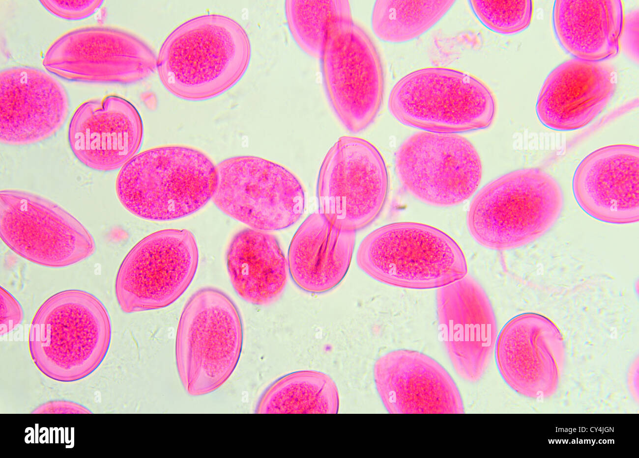 Oeufs d'Ascaris sous le microscope, l'arrière-plan (Ascaris lumbricoides) Banque D'Images