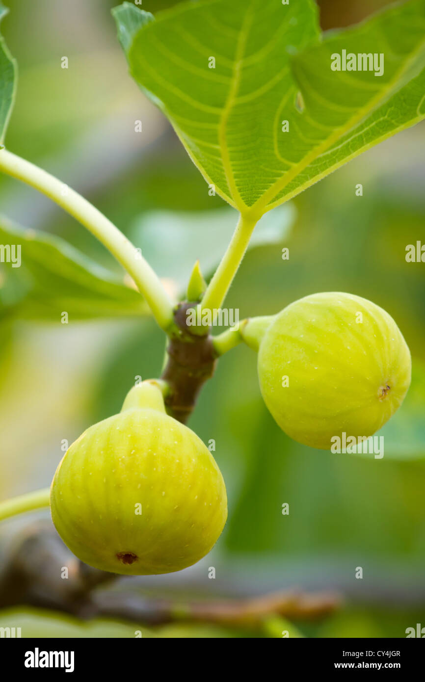 Figues vertes sur l'arbre dans une journée ensoleillée Banque D'Images