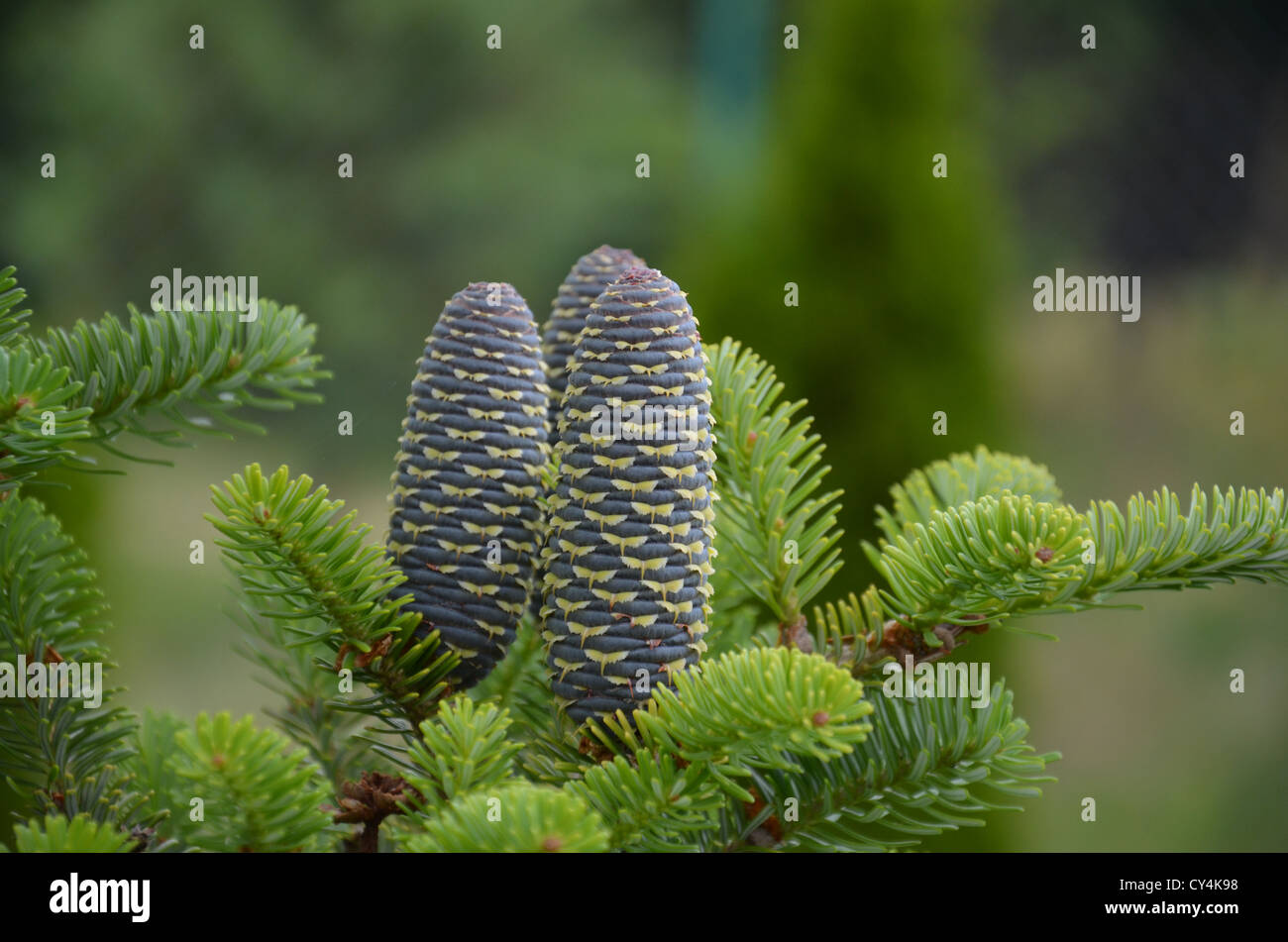 Sapin cône trois nature Gusang conifères namu Abies koreana cône de pin Banque D'Images