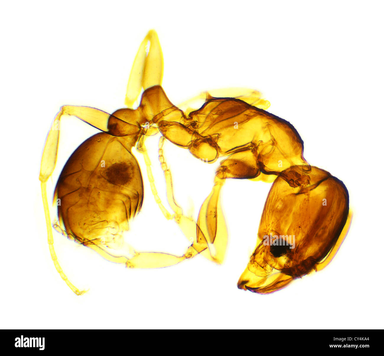 Ant sous le microscope, l'arrière-plan. (Formicidae) Banque D'Images