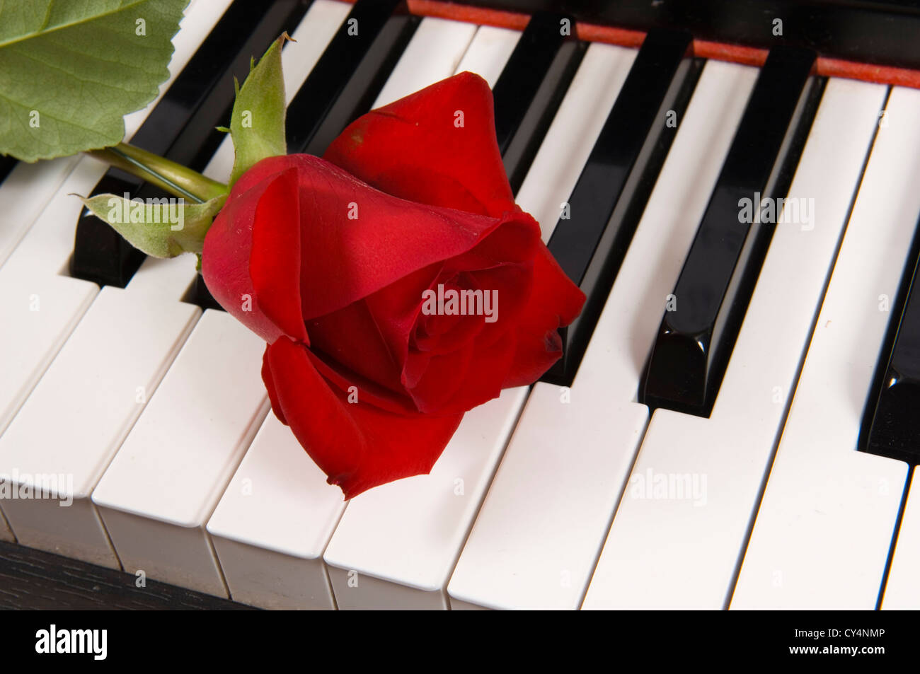 Un bouton de rose sur un clavier de piano Banque D'Images