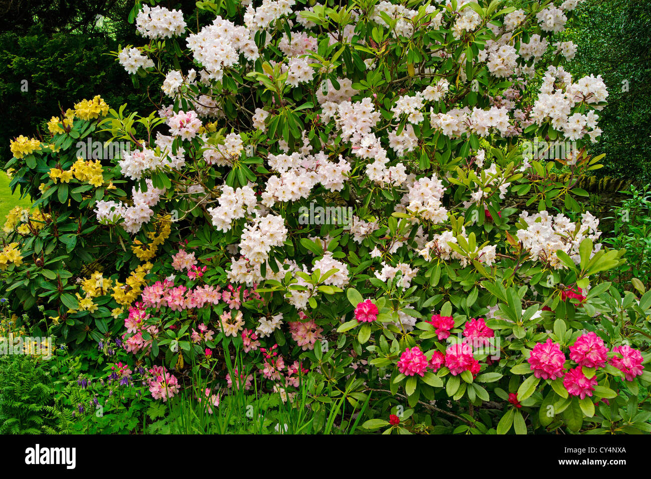 Rhododendron jaune et rose fleurs en mai à Killin, Ecosse Banque D'Images