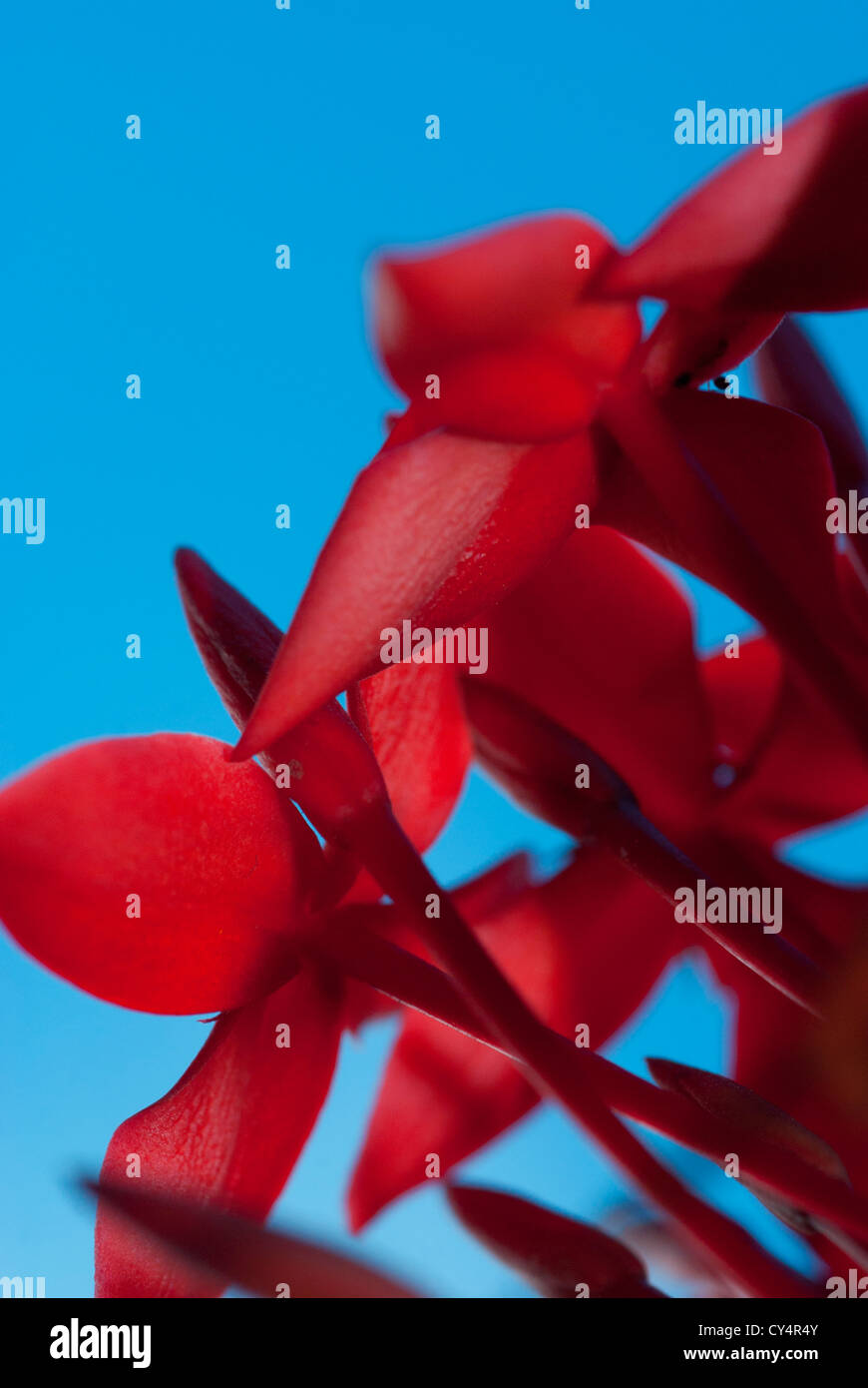 Fleurs rouge isolation avec ciel bleu sur l'arrière-plan Banque D'Images
