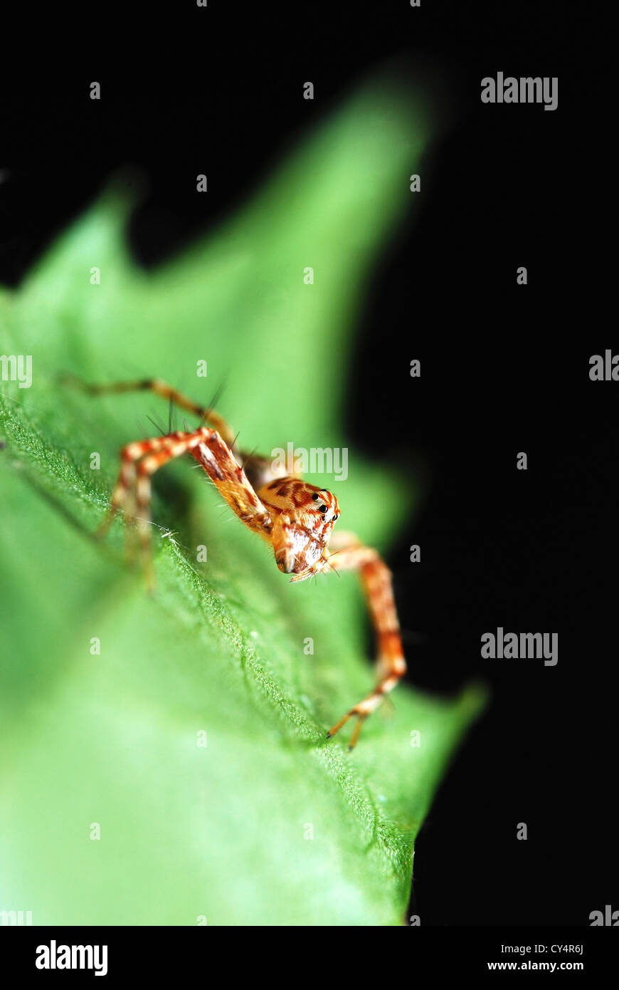Spider rayures debout sur la feuille verte sur fond noir l'isolement Banque D'Images