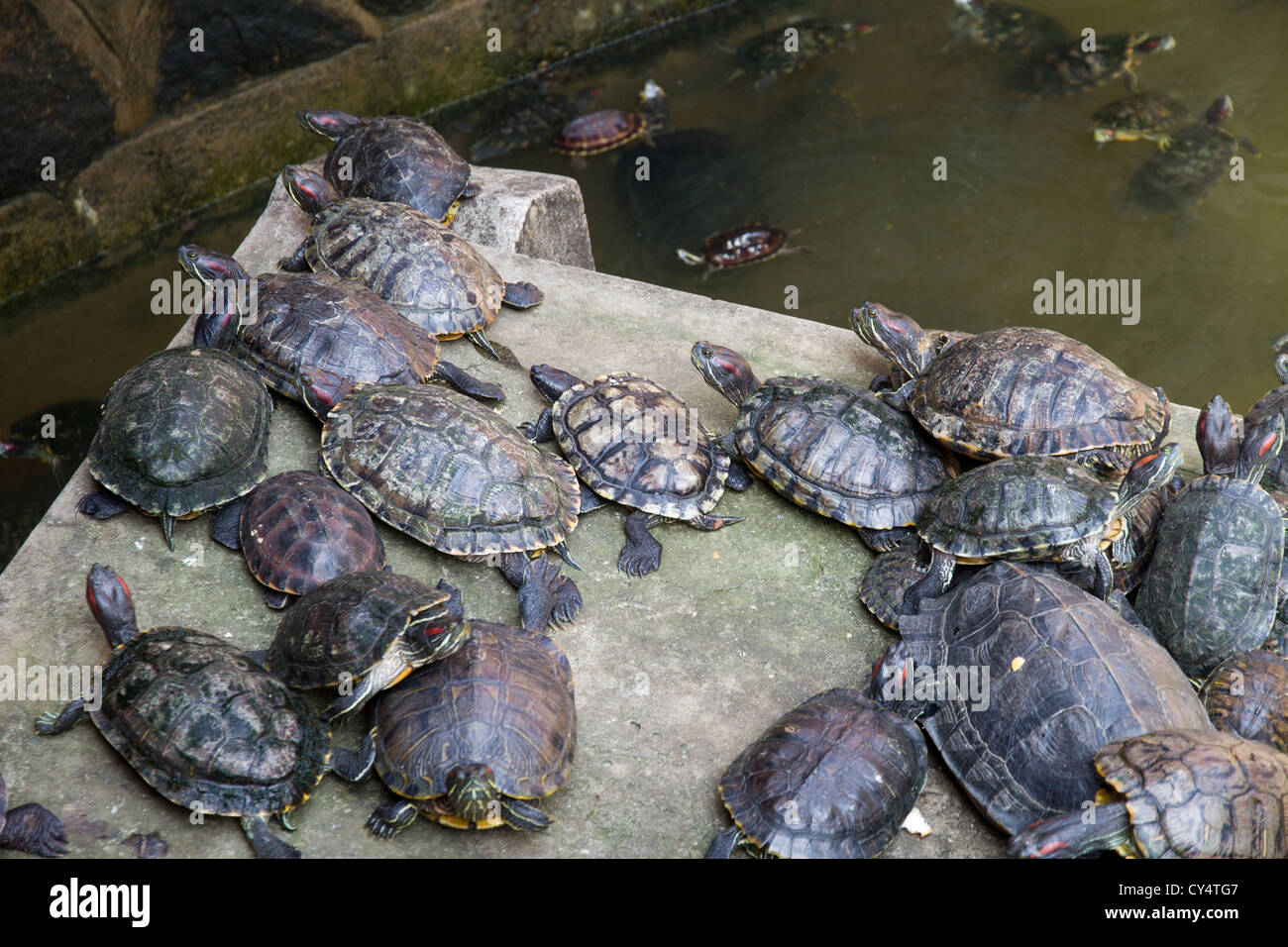 Les tortues terrestres se sont réunis dans un boîtier à l'entrée de l'Empereur de Jade à Ho Chi Minh Ville au Vietnam. Banque D'Images
