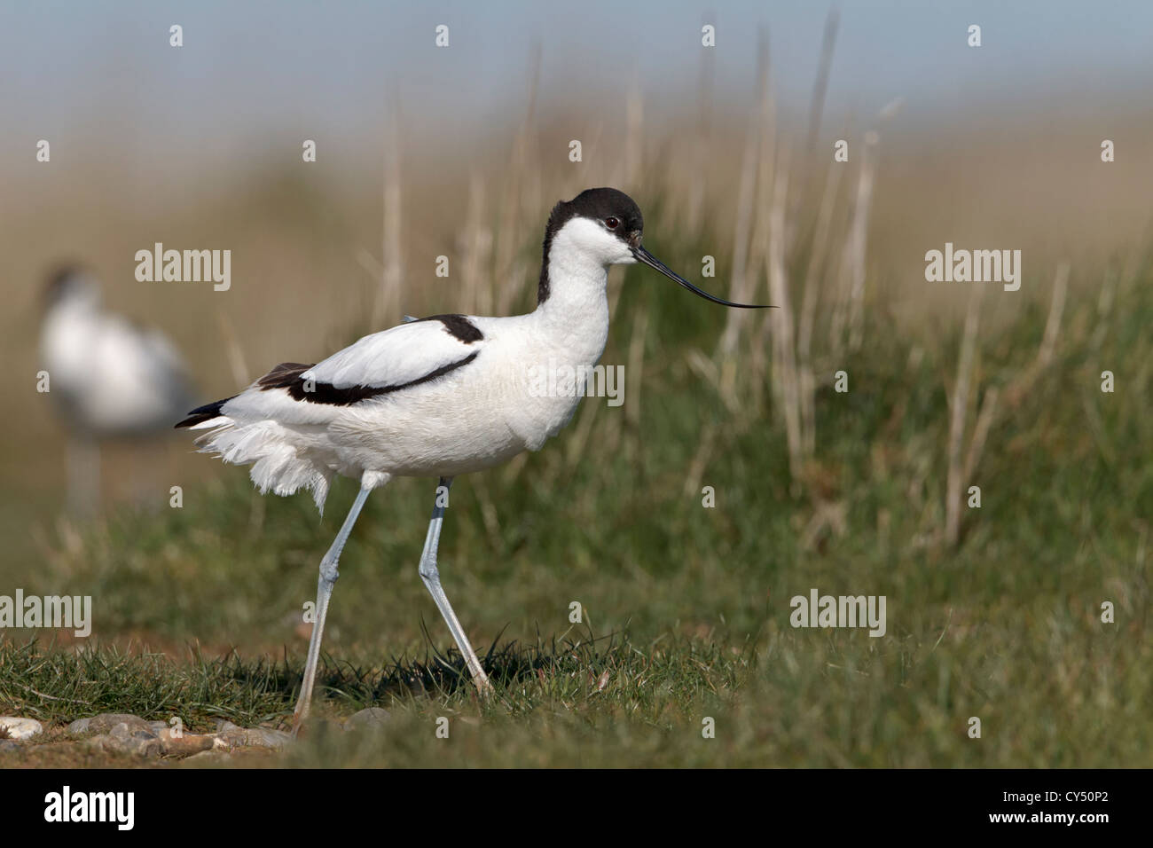 Avocet Avocette/ Banque D'Images