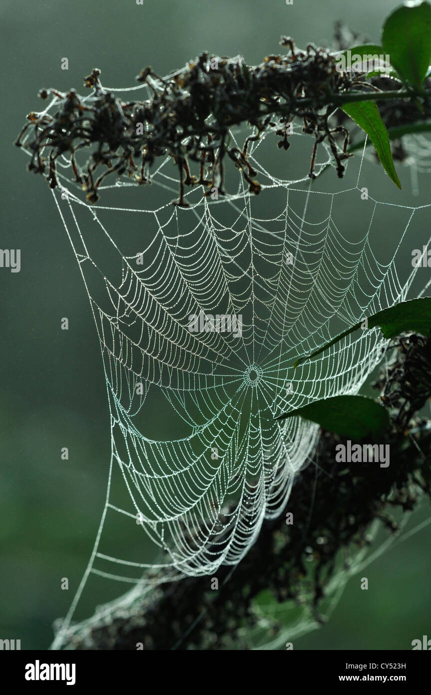 Orb Web couvert de la rosée à l'aube. Banque D'Images