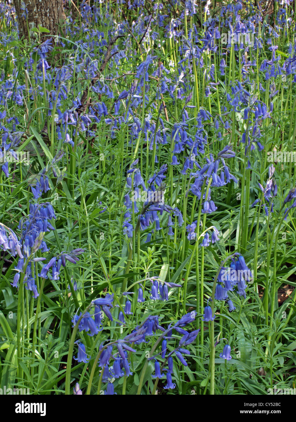 Bluebells (Scilla non-scripta) dans le bois en Angleterre. Banque D'Images
