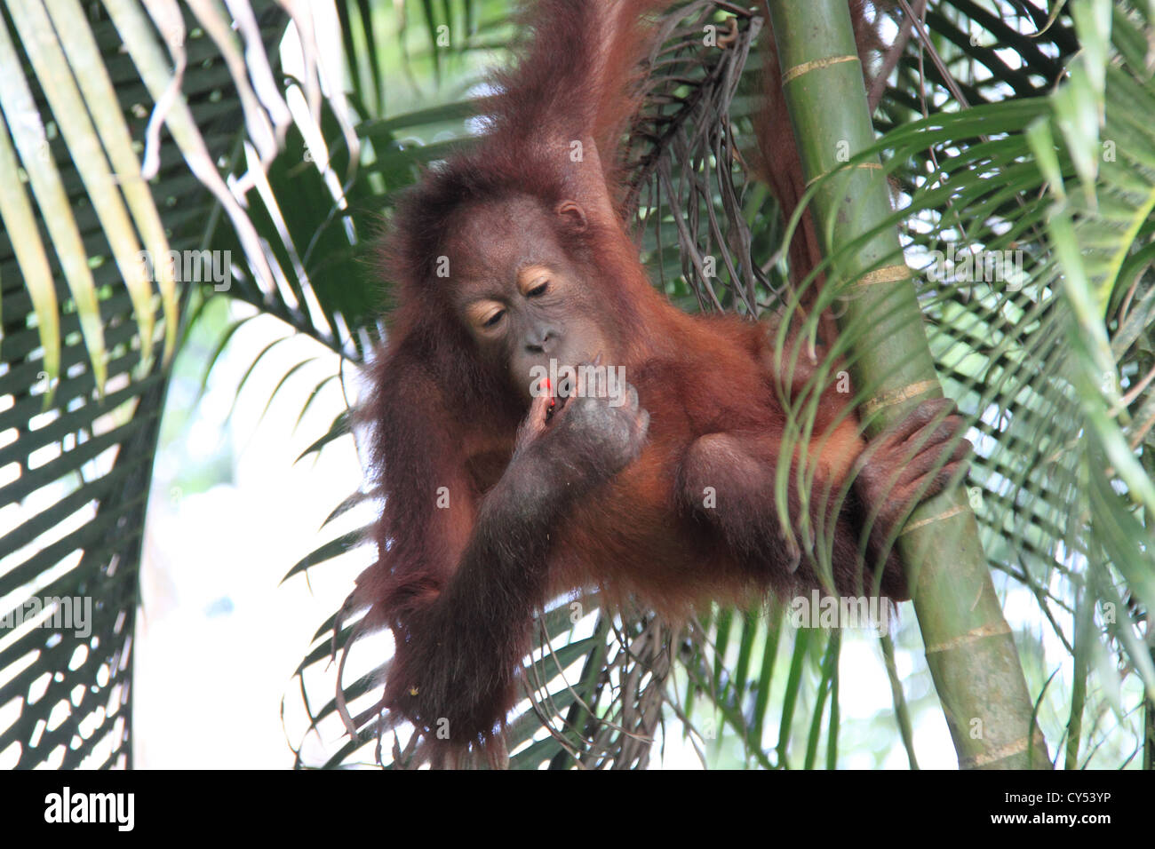 Orang-outan (Pongo pygmaeus), Centre de réhabilitation de Sepilok, Sandakan district, Sabah, Bornéo, Malaisie, en Asie du sud-est Banque D'Images
