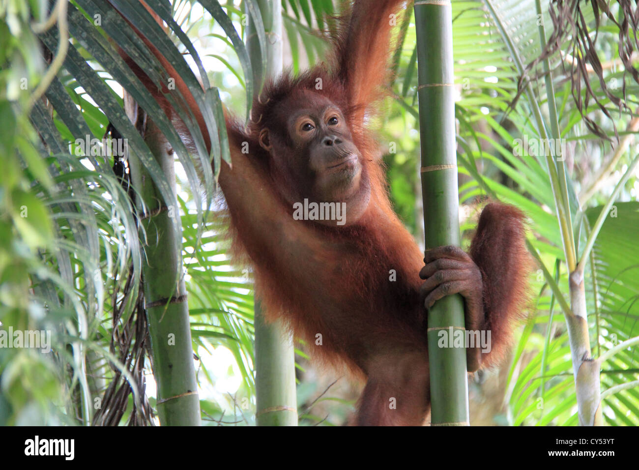 Orang-outan (Pongo pygmaeus), Centre de réhabilitation de Sepilok, Sandakan district, Sabah, Bornéo, Malaisie, en Asie du sud-est Banque D'Images