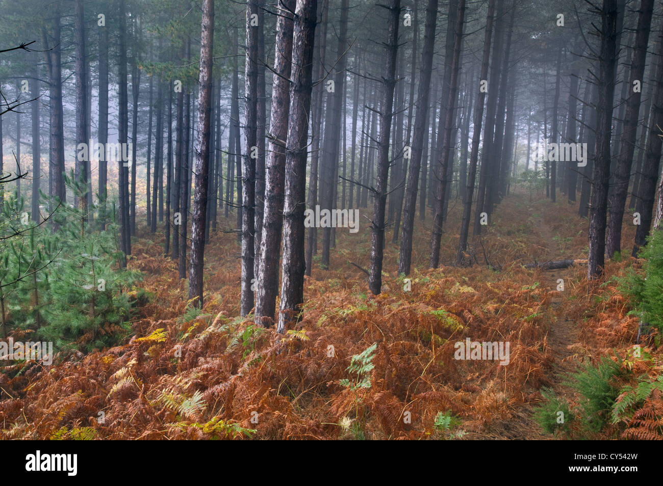 Couleur des bois en automne Octobre brouillard Norfolk UK Banque D'Images