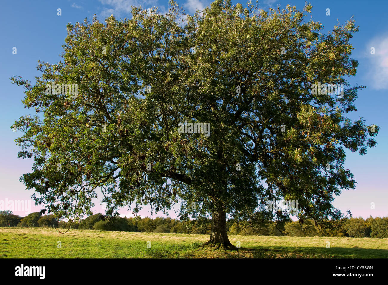 Old English Oak tree Banque D'Images
