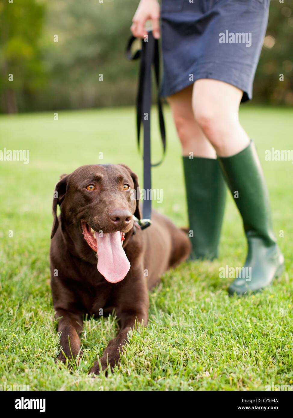 USA, Utah, Salt Lake City, Chocolat Lab Banque D'Images