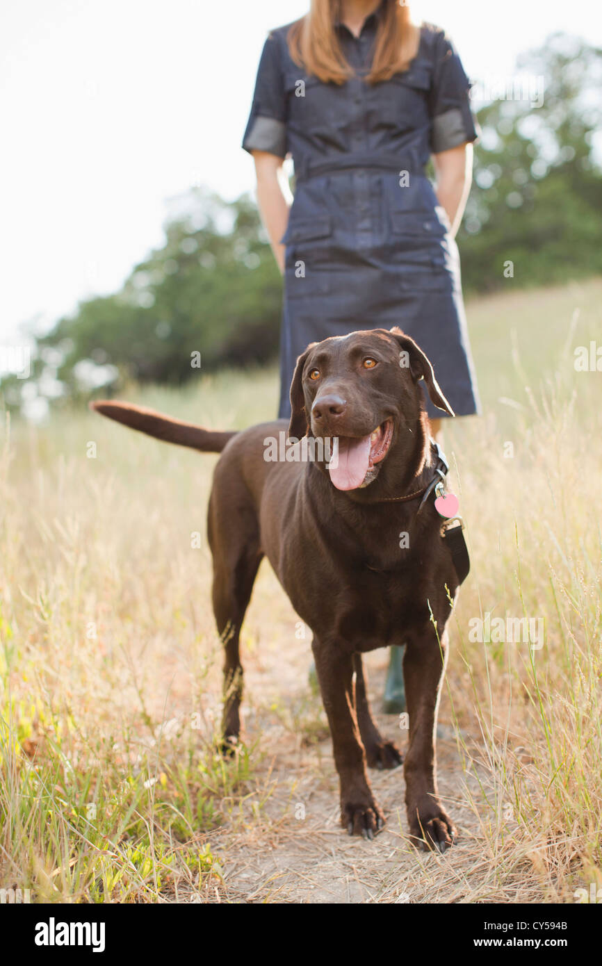 USA, Utah, Salt Lake City, Chocolat Lab Banque D'Images