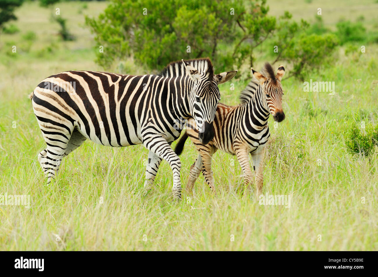 Le zèbre de Burchell femelle avec poulain dans Addo Elephant National Park, Eastern Cape, Afrique du Sud Banque D'Images