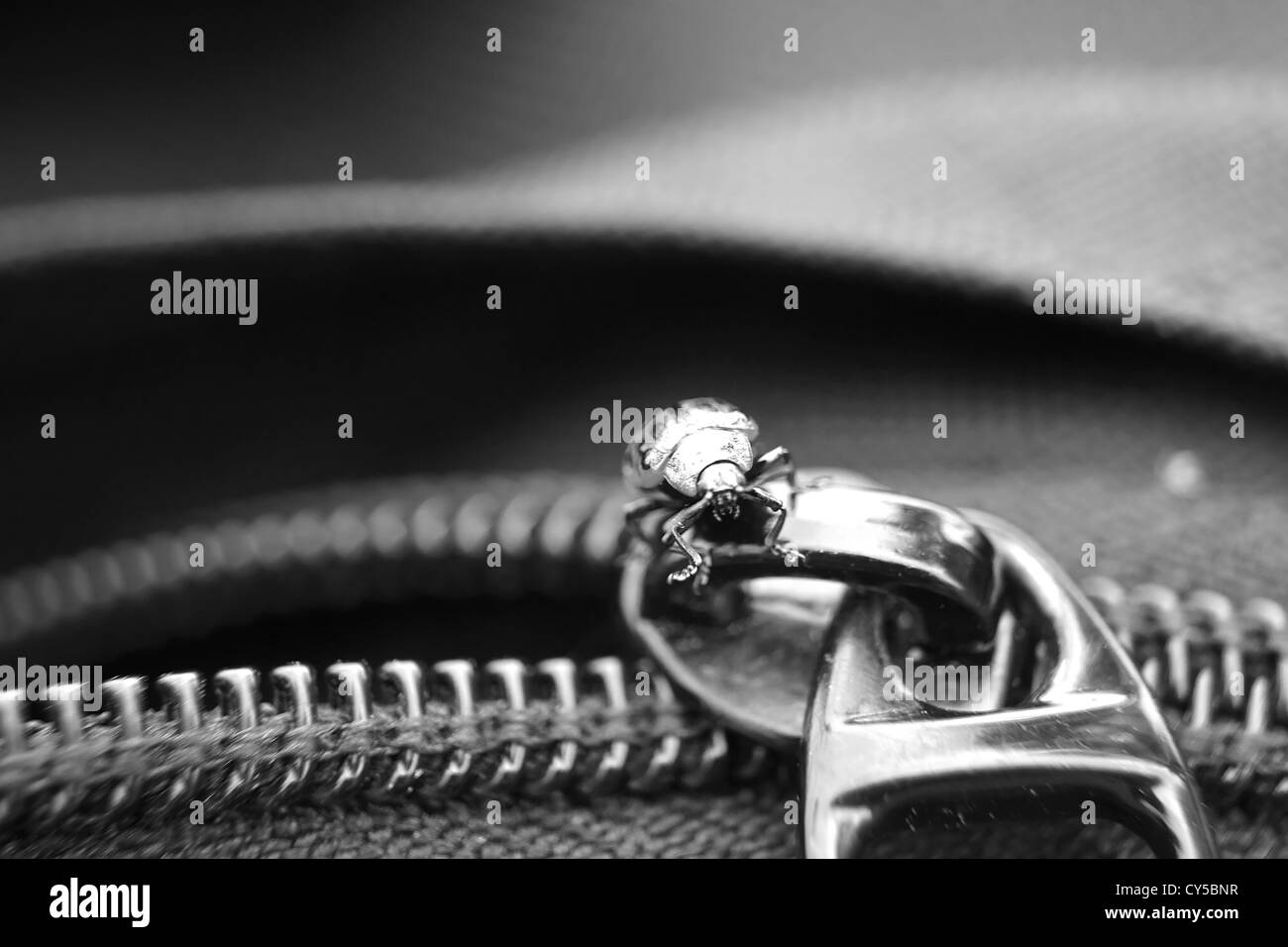 Bug et fermeture à glissière Banque D'Images