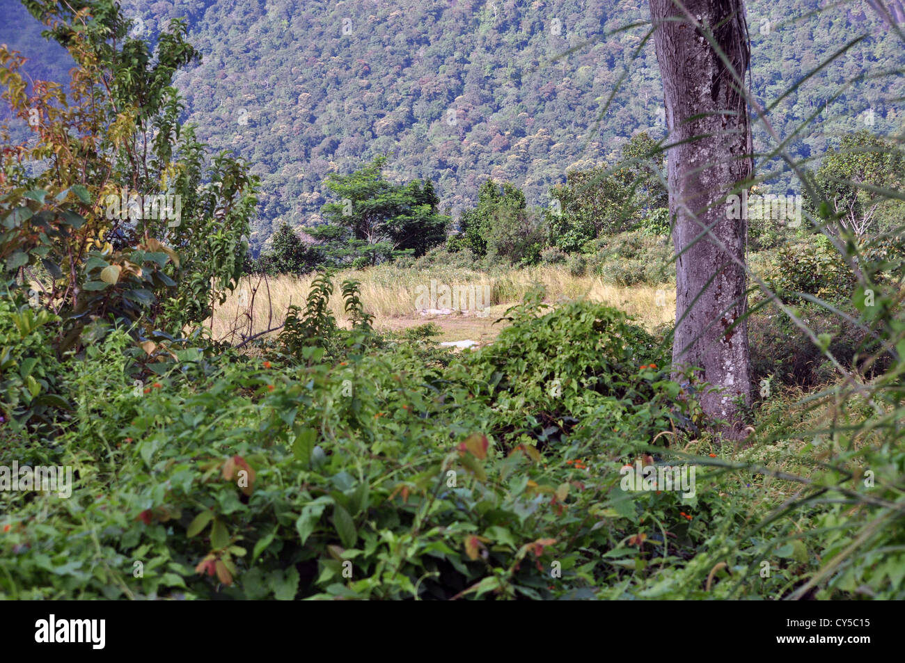 Sur la montagne collines nuages trivandrum Kerala Inde Banque D'Images