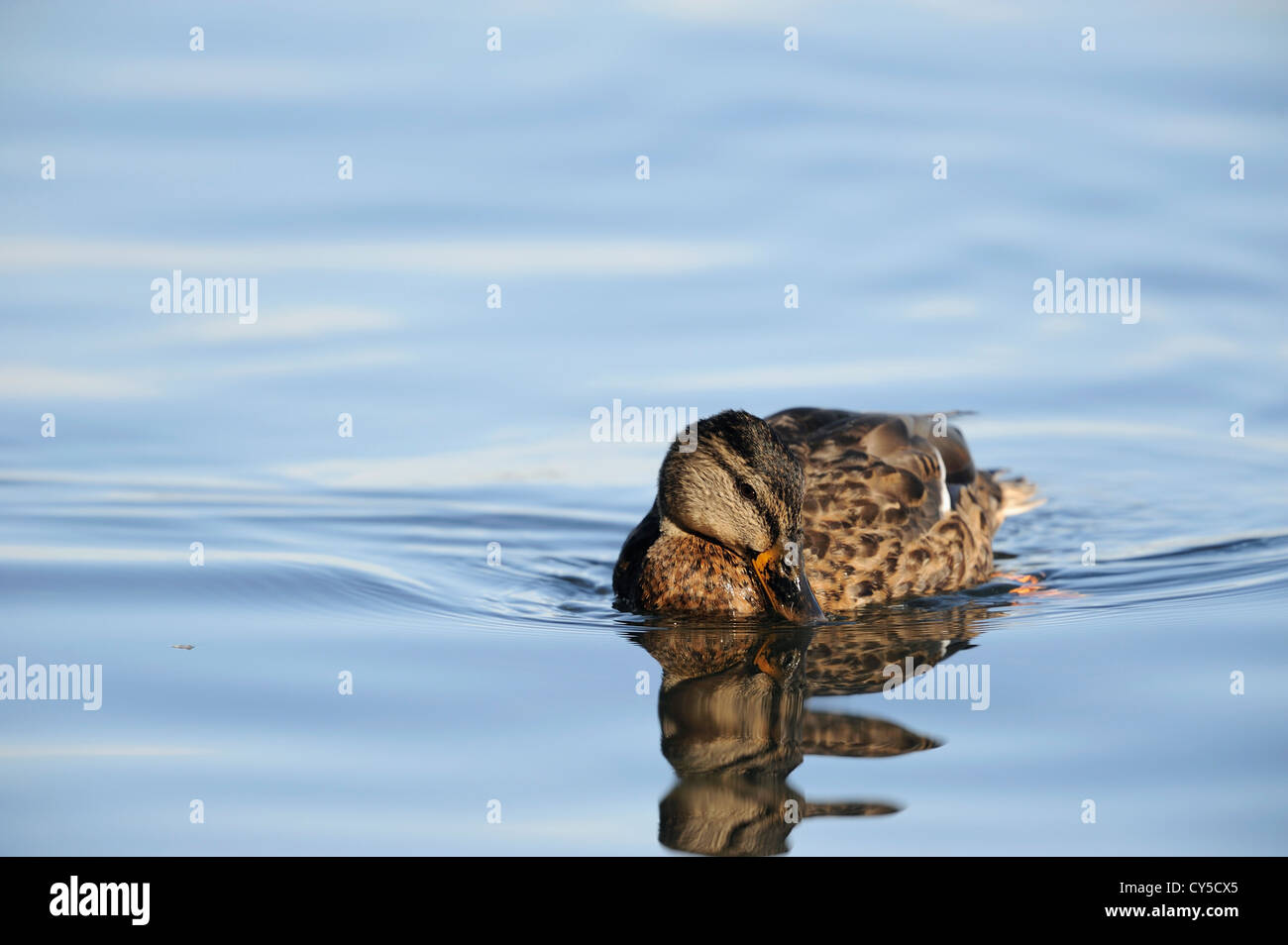 Canard femelle sur le lac Banque D'Images