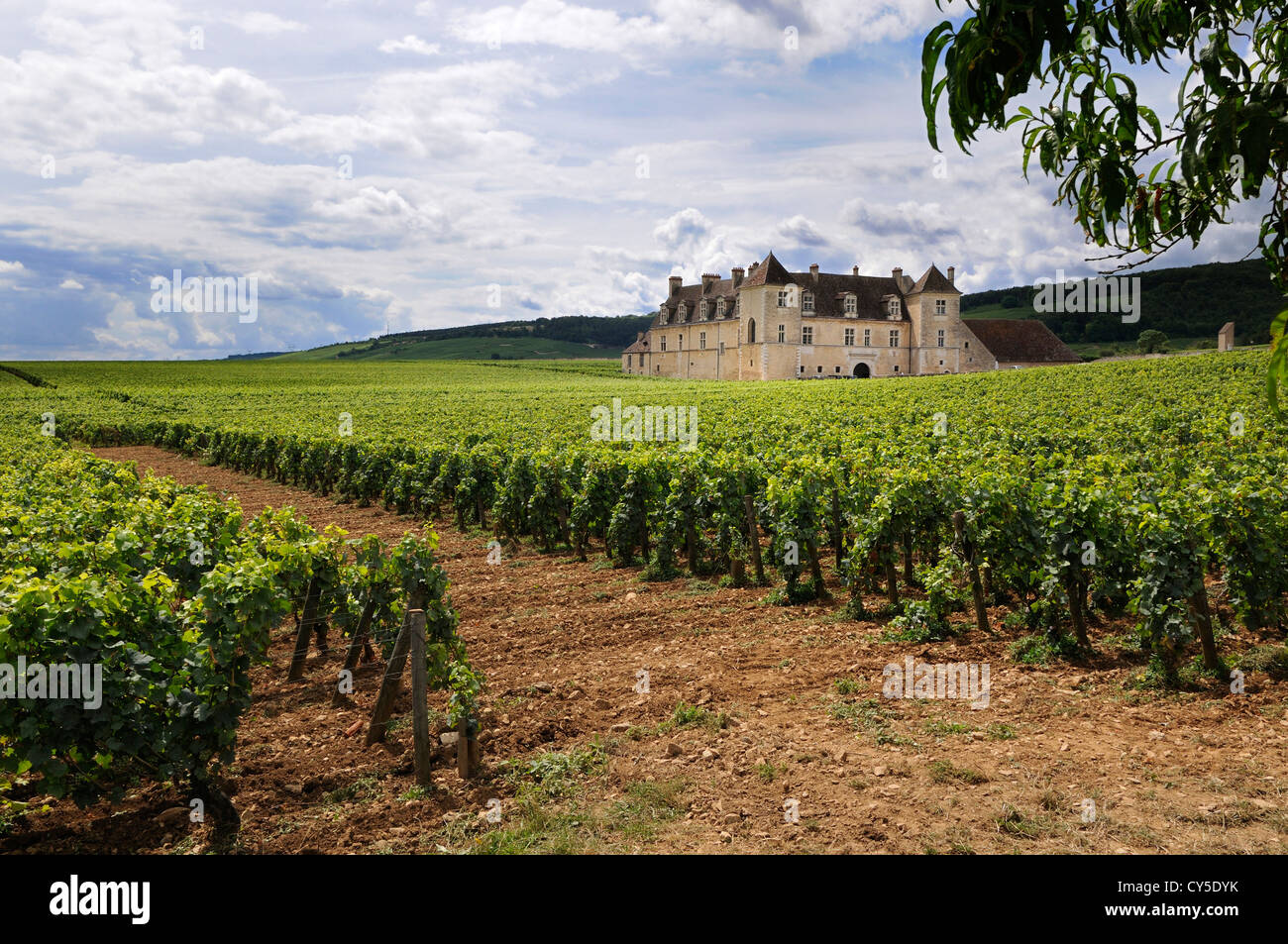 Vignoble Le Château du Clos de Vougeot, Cote d'Or, Bourgogne, France, Europe - célèbre winery Banque D'Images