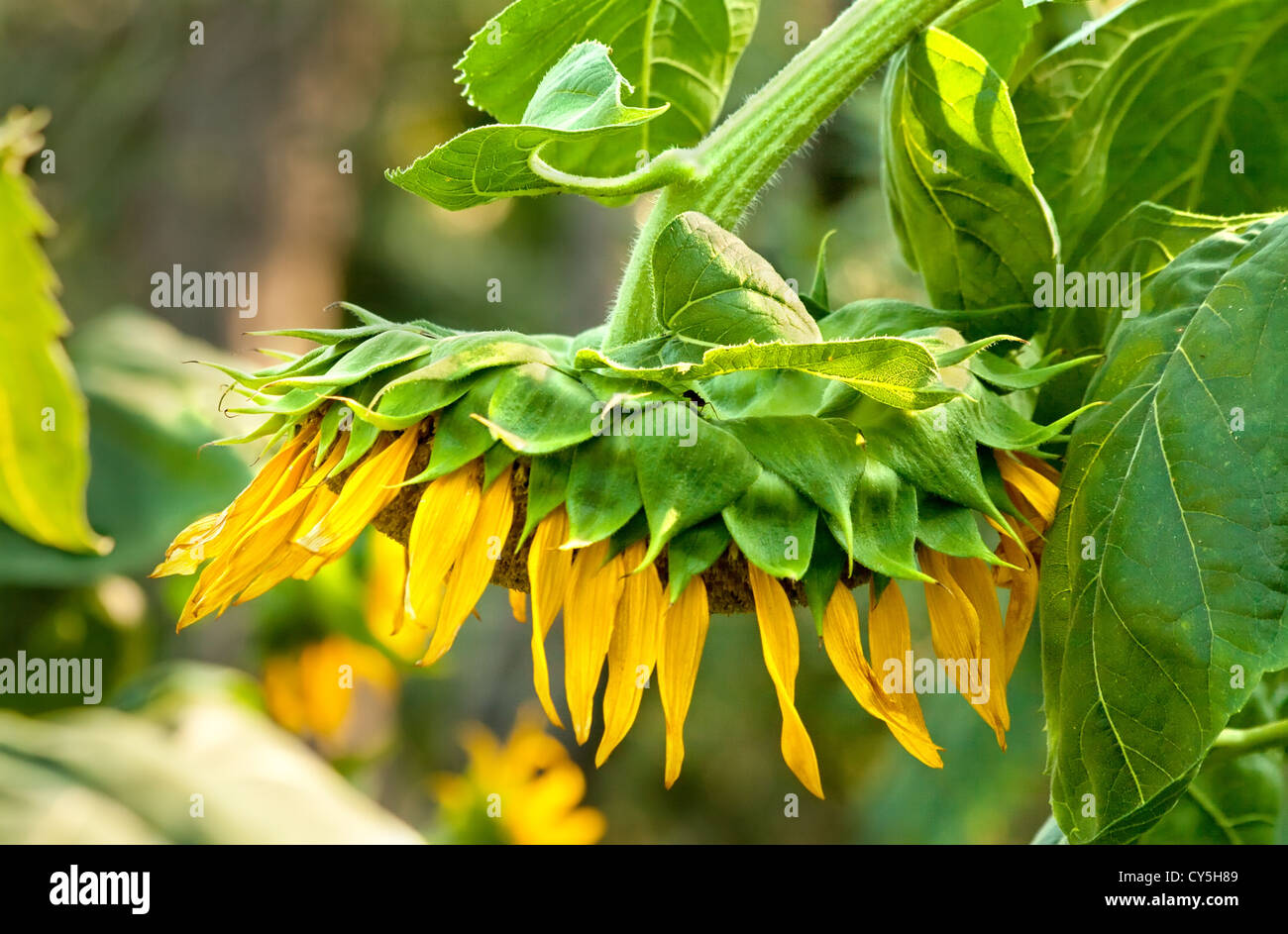 Une belle fanée Tournesol Bio Banque D'Images