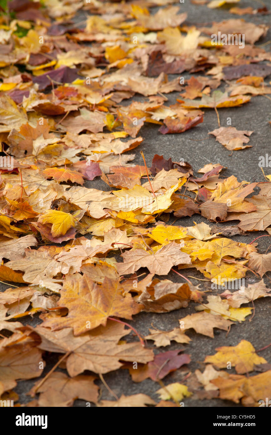 L'automne les feuilles tombées sur le sentier de la banlieue de Dublin Irlande Banque D'Images