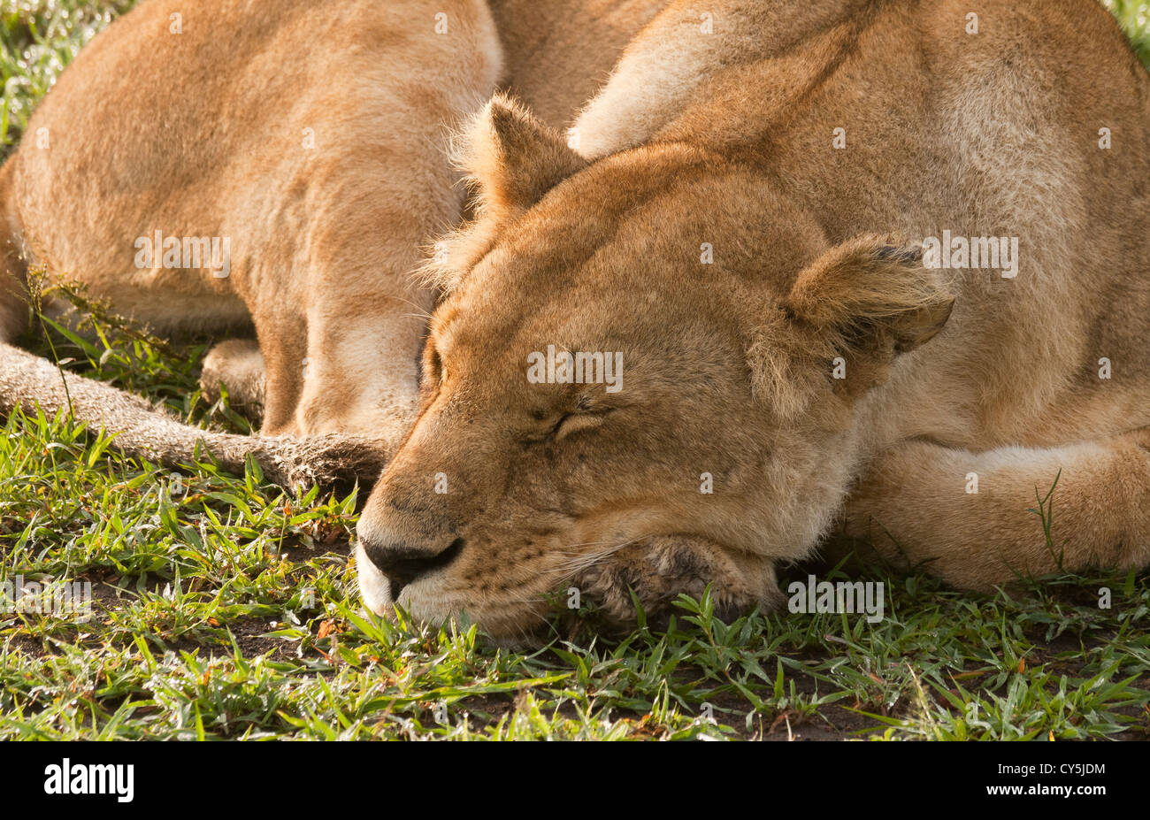 Une jeune femme lion (Panthera leo) endormi sur le marais à la Masai Mara National Reserve, Kenya, Afrique de l'Est, l'Afrique. Banque D'Images