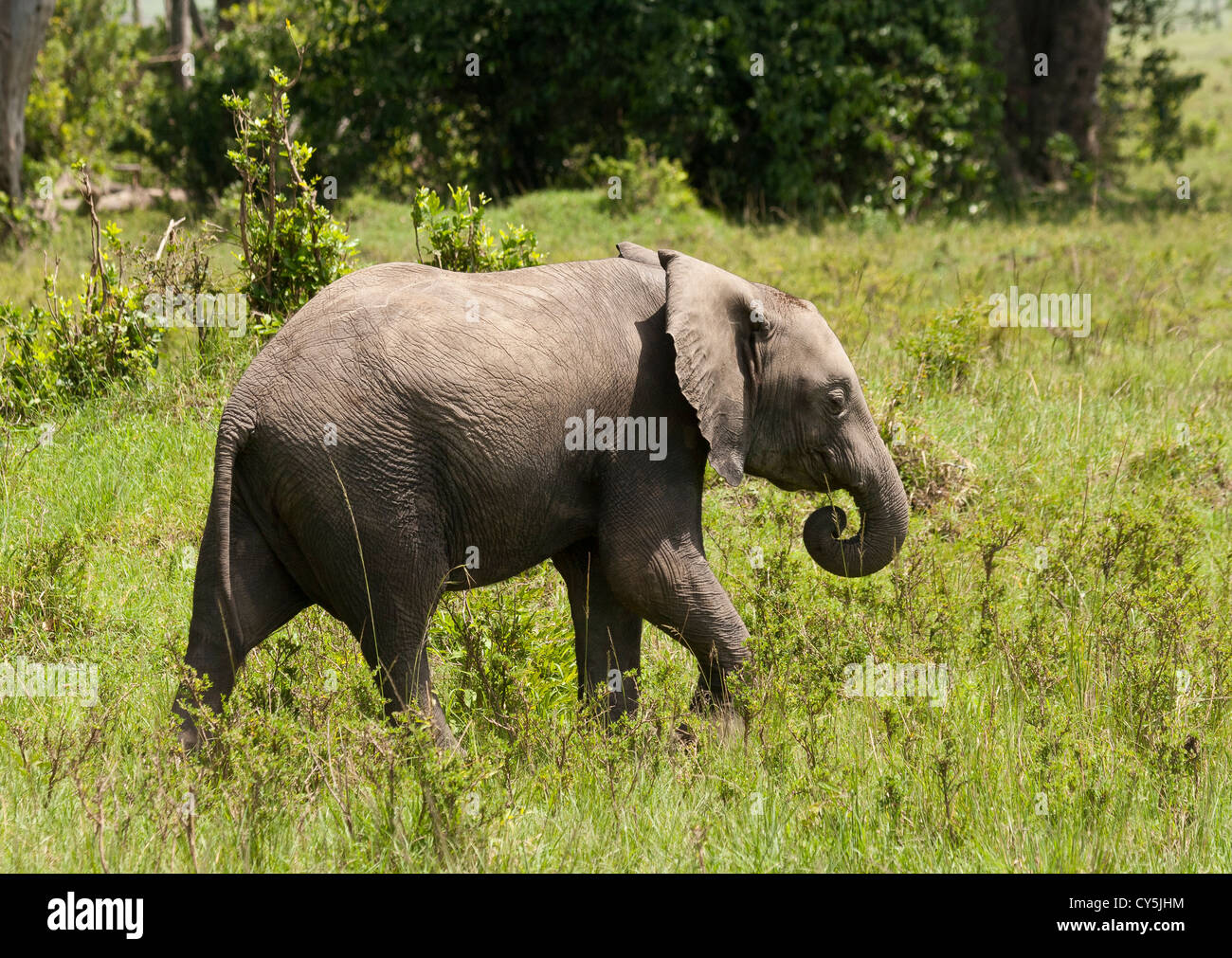 Young African Bush Elephant (Loxodonta africana) marche sur la Masai Mara National Reserve, Kenya Banque D'Images