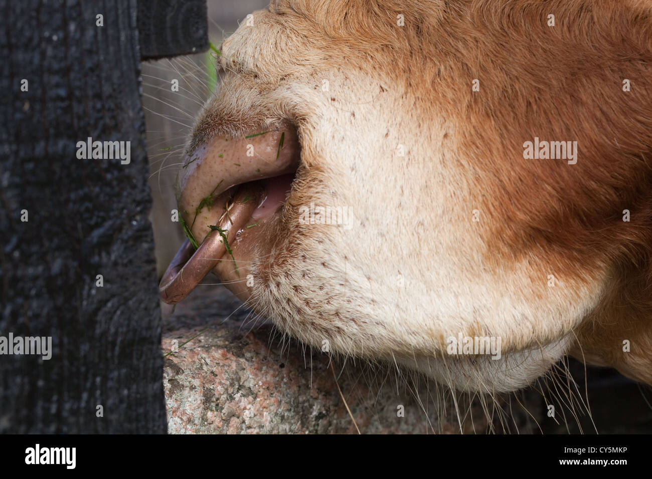 Nez sur un anneau en laiton Limousin Bull (Bos taurus). Gauche et inséré en permanence entre les narines. Banque D'Images