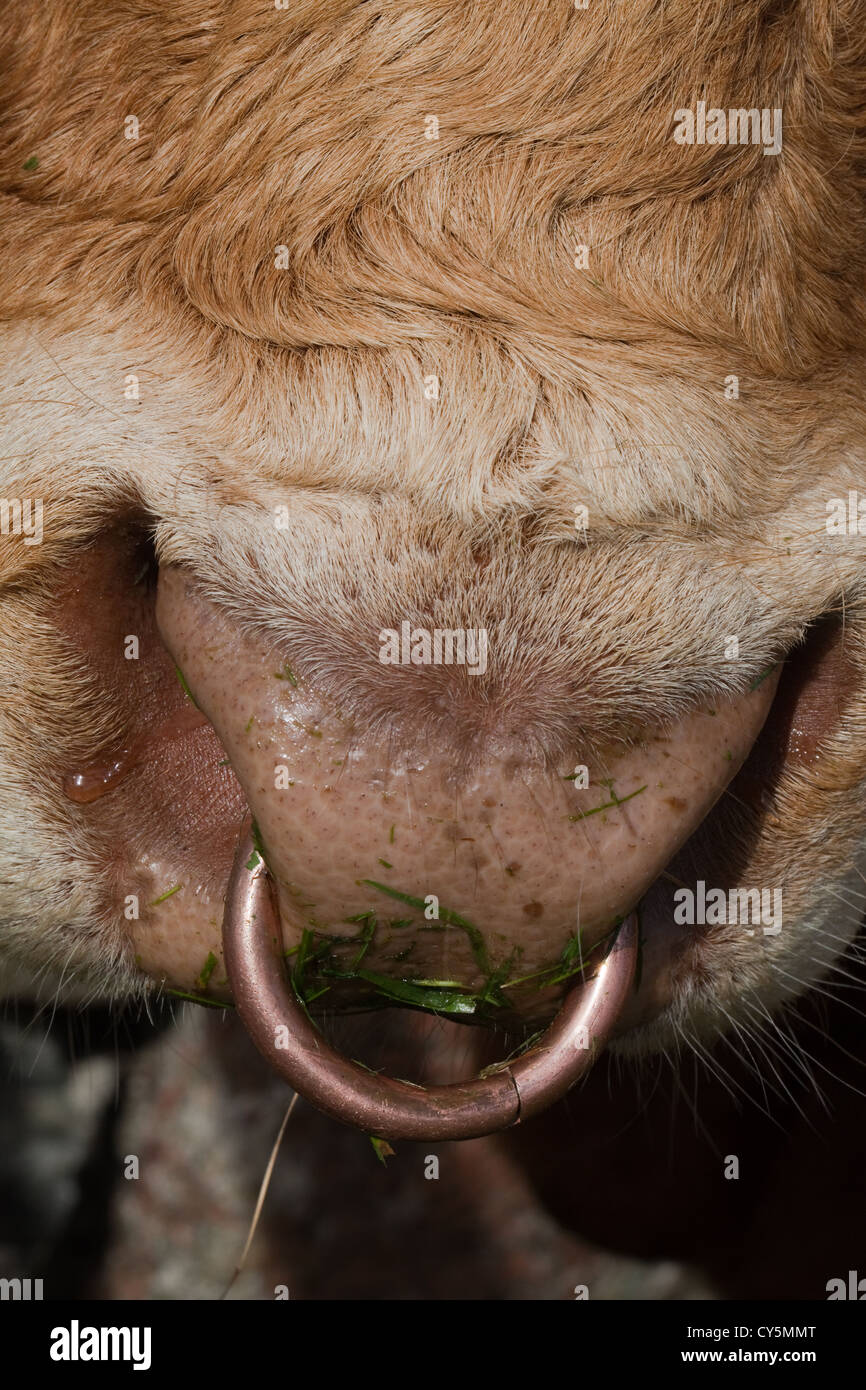 Nez sur un anneau en laiton Limousin Bull (Bos taurus). Gauche et inséré en permanence entre les narines. Banque D'Images