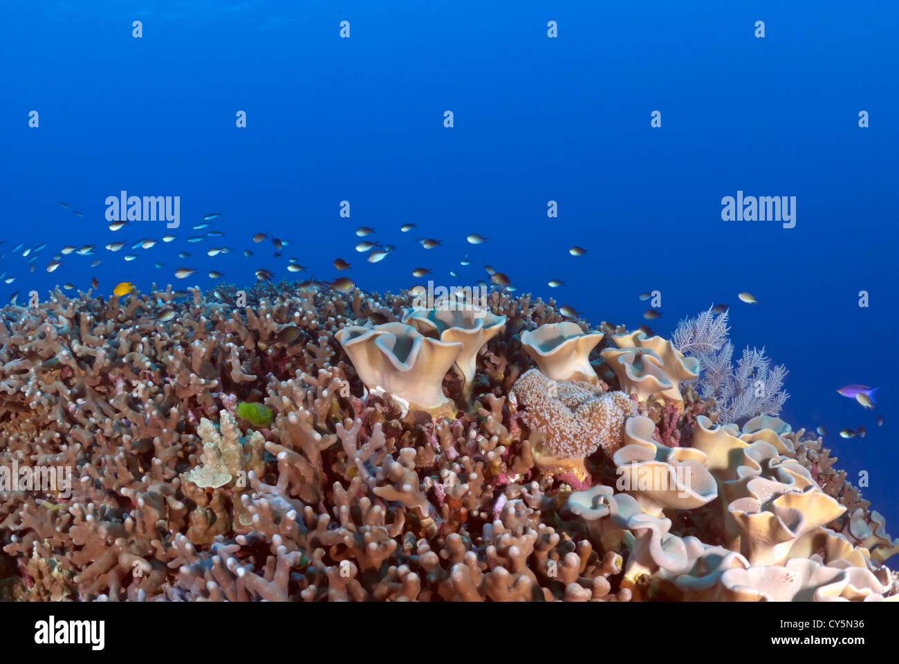 Les récifs coralliens avec les poissons de récif, Grande Barrière de Corail, Mer de Corail, l'océan Pacifique, Queensland, Australie Banque D'Images