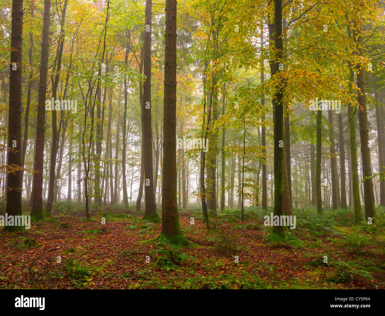 Les hêtres dans un bois entouré de brume d'automne. Banque D'Images