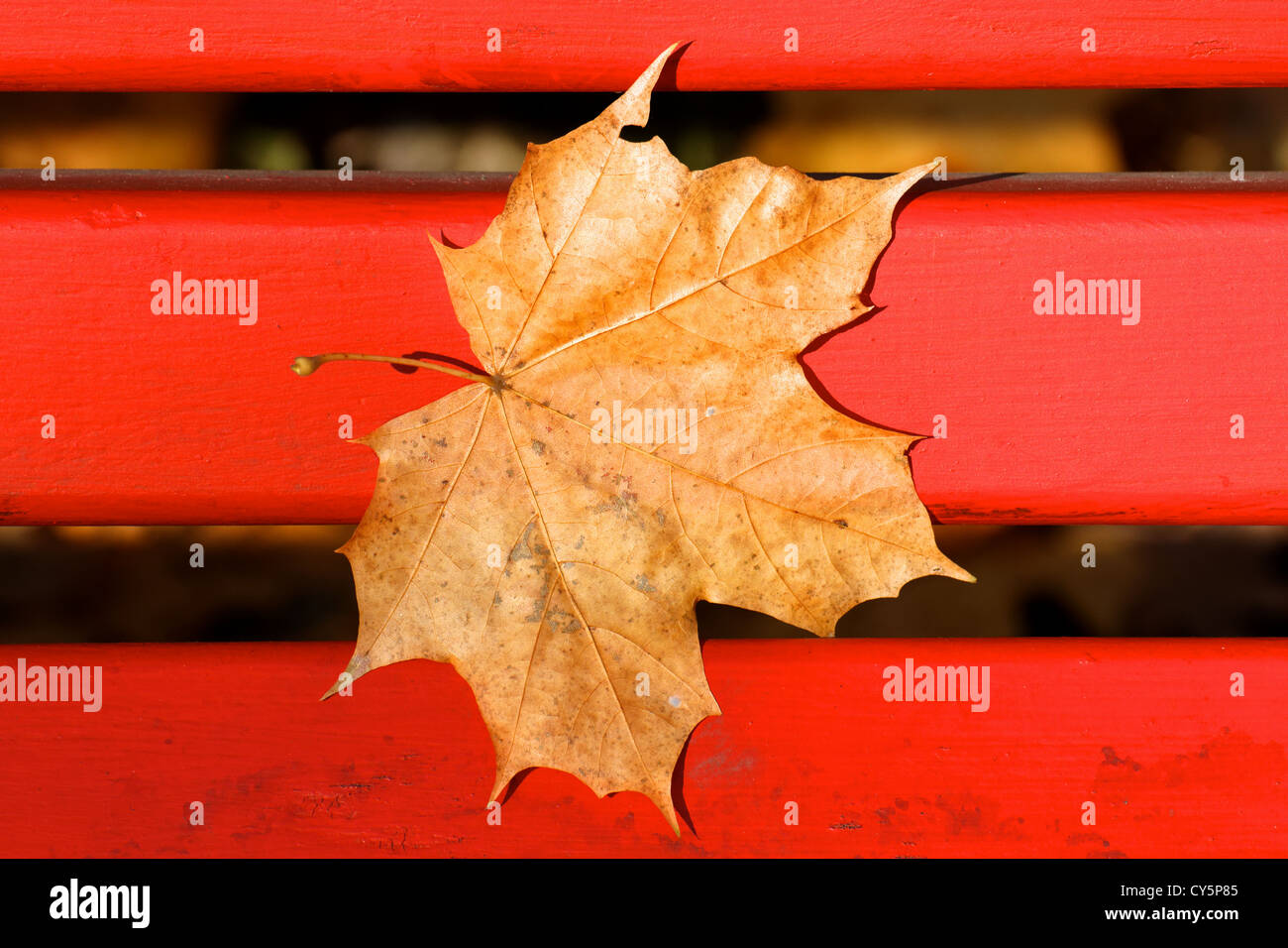 Feuille d'érable tombé brun pâle collé à un banc de parc rouge vif en automne. Banque D'Images