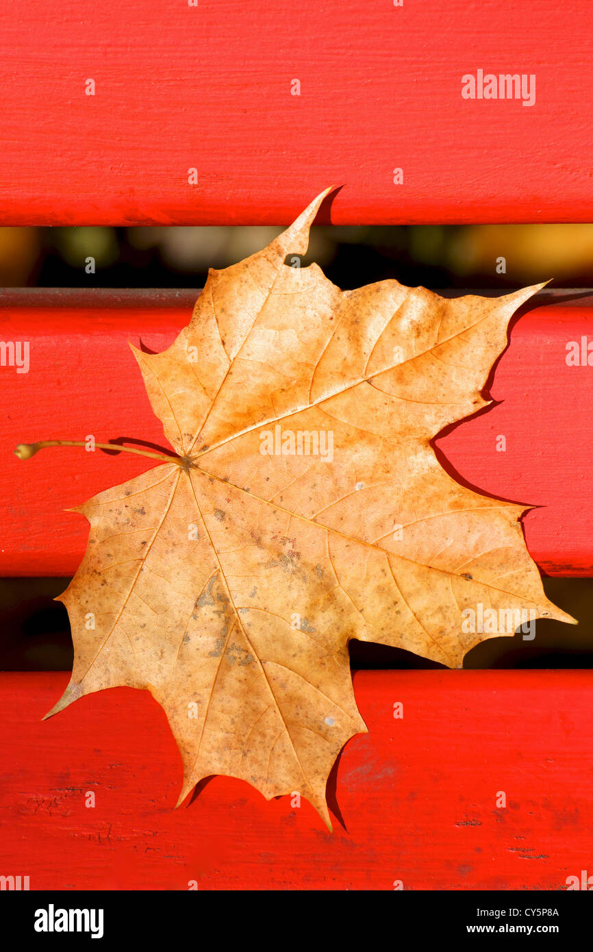 Feuille d'érable tombé brun pâle collé à un banc de parc rouge vif en automne. Banque D'Images