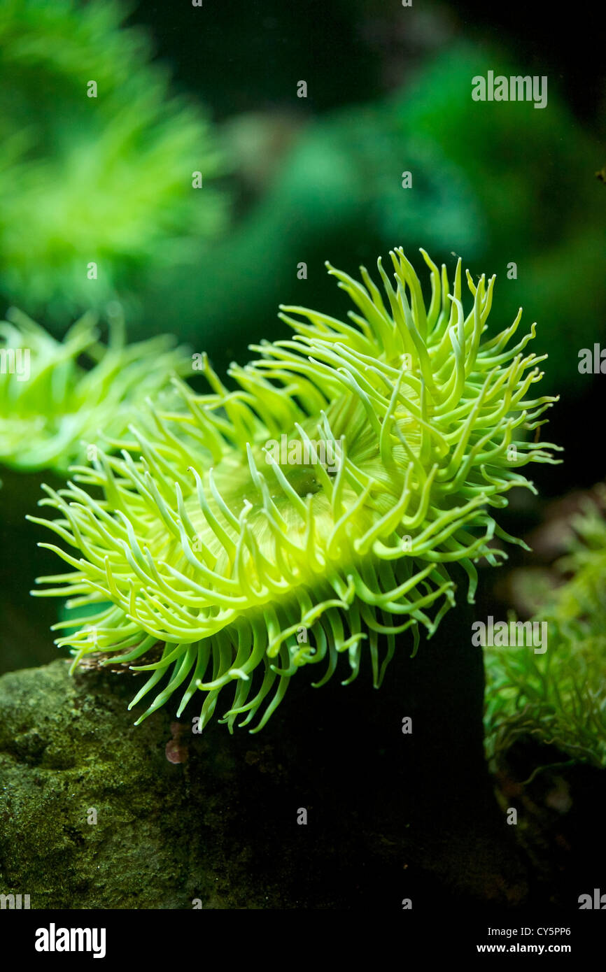 Vue rapprochée de la mer vert géant, de l'anémone Anthopleura xanthogrammica Banque D'Images
