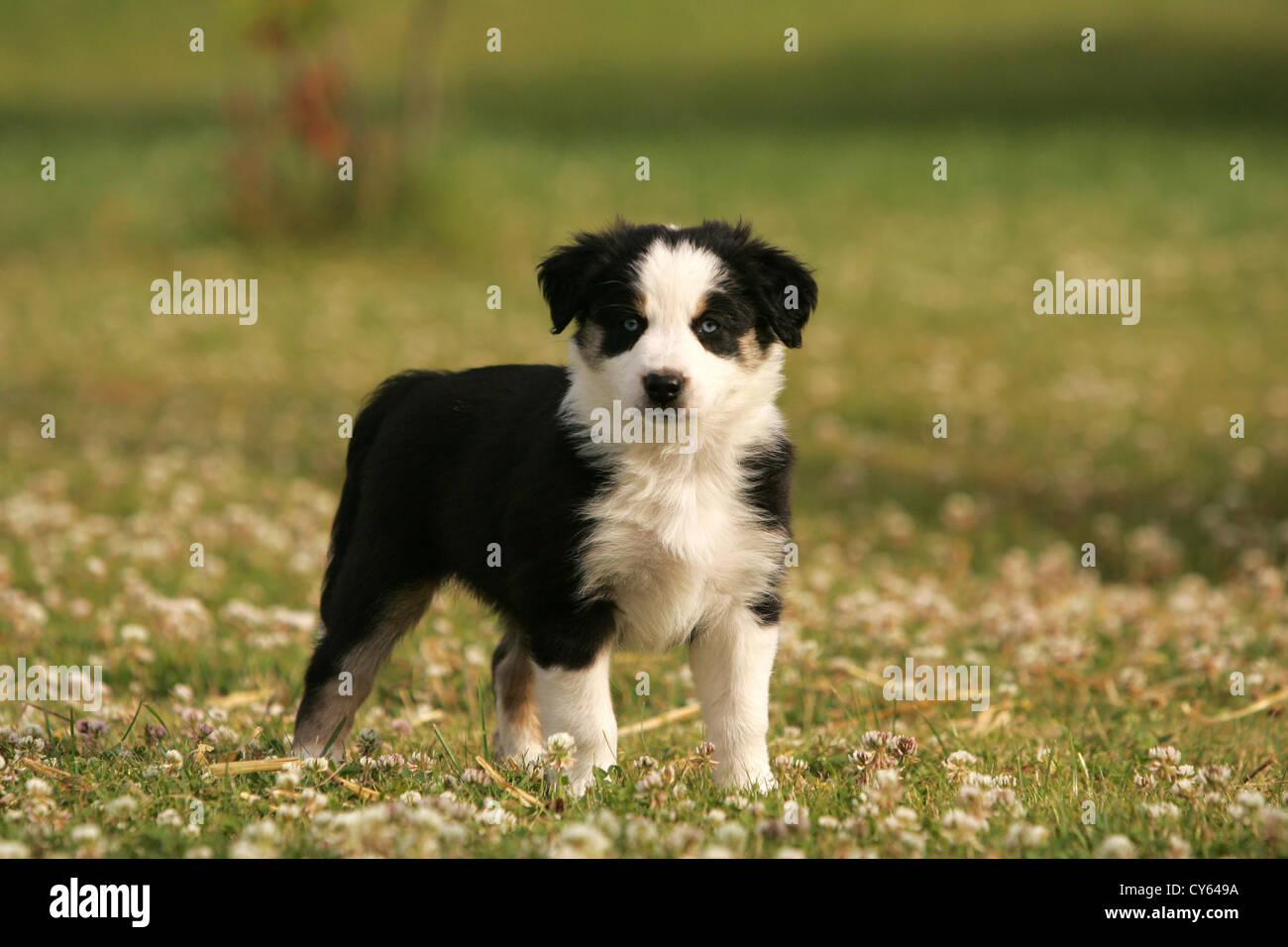 Chiot berger australien Banque D'Images